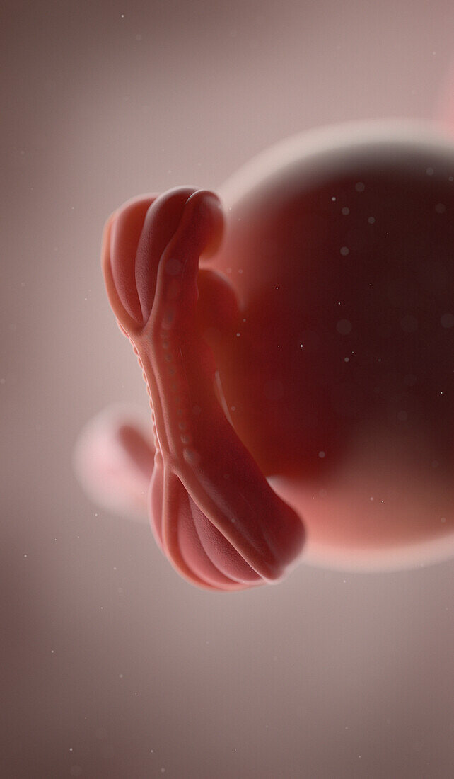 Human fetus at week 5, illustration