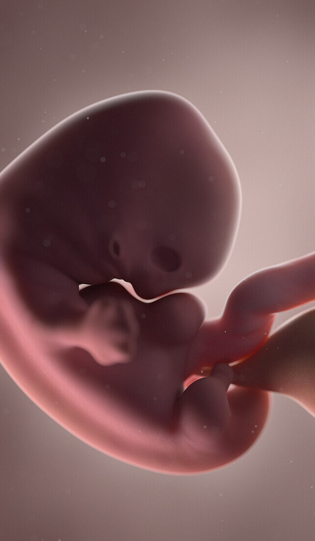 Human fetus at week 7, illustration
