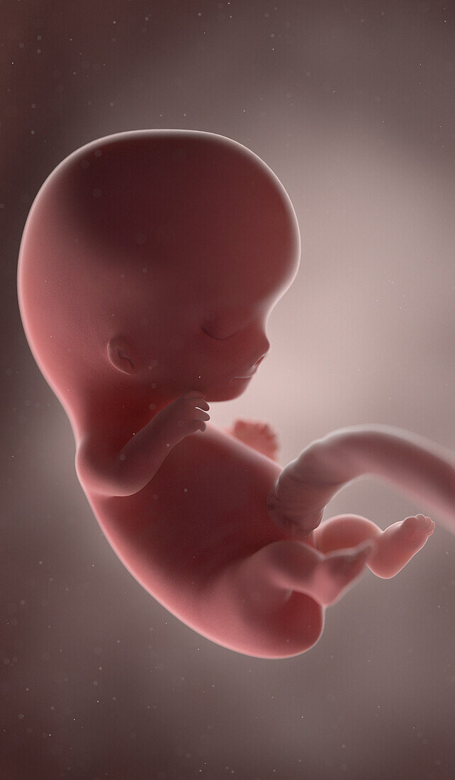 Human fetus at week 9, illustration