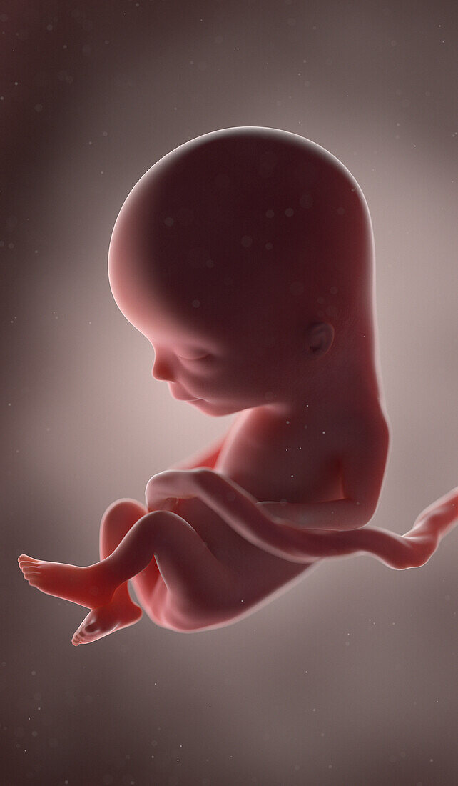 Human fetus at week 13, illustration