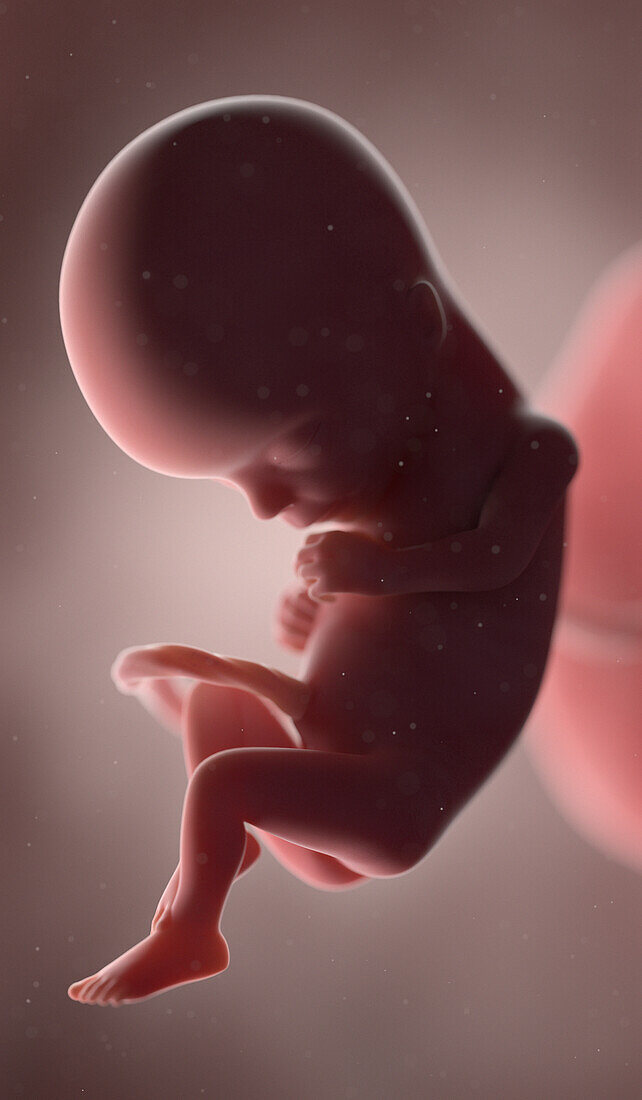 Human fetus at week 15, illustration