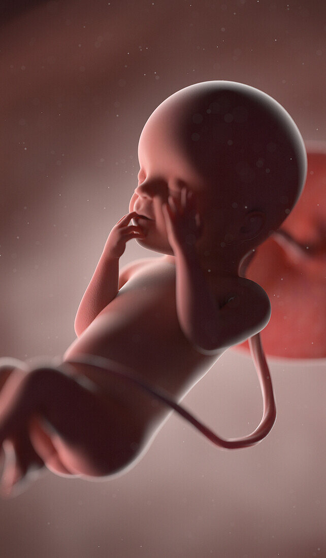 Human fetus at week 23, illustration