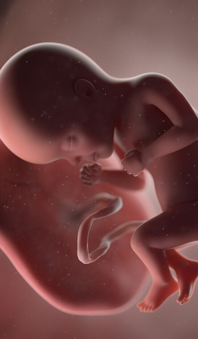 Human fetus at week 27, illustration