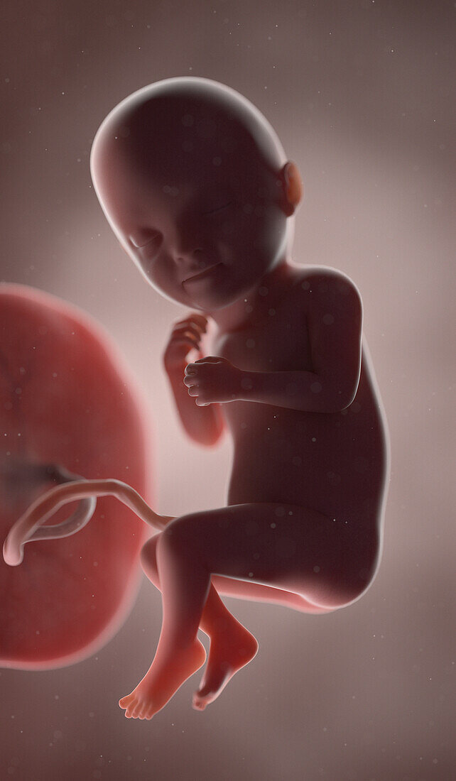 Human fetus at week 33, illustration