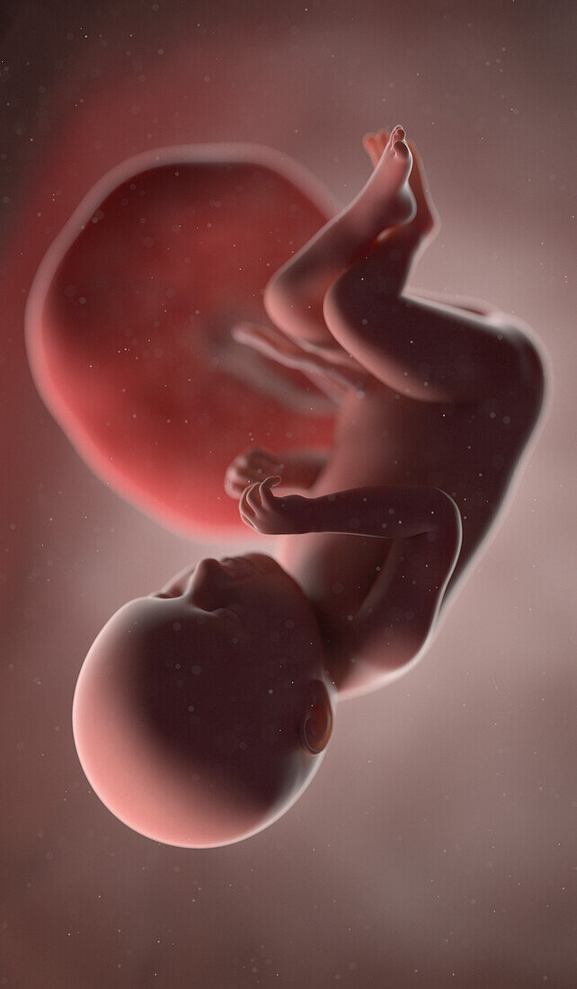 Human fetus at week 39, illustration