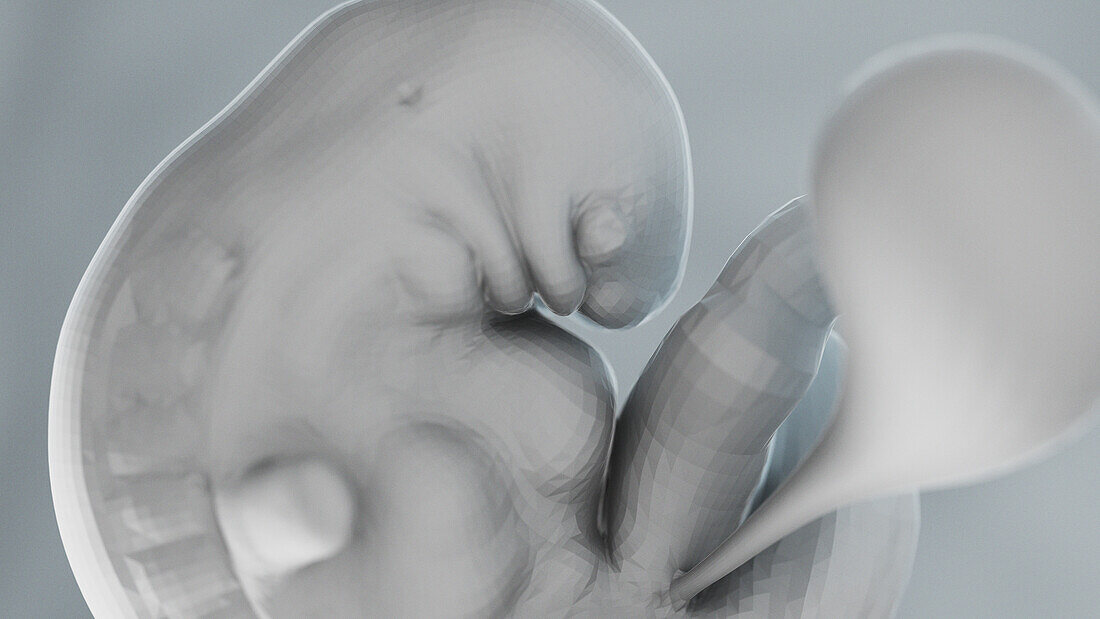 Human fetus at week 6, illustration