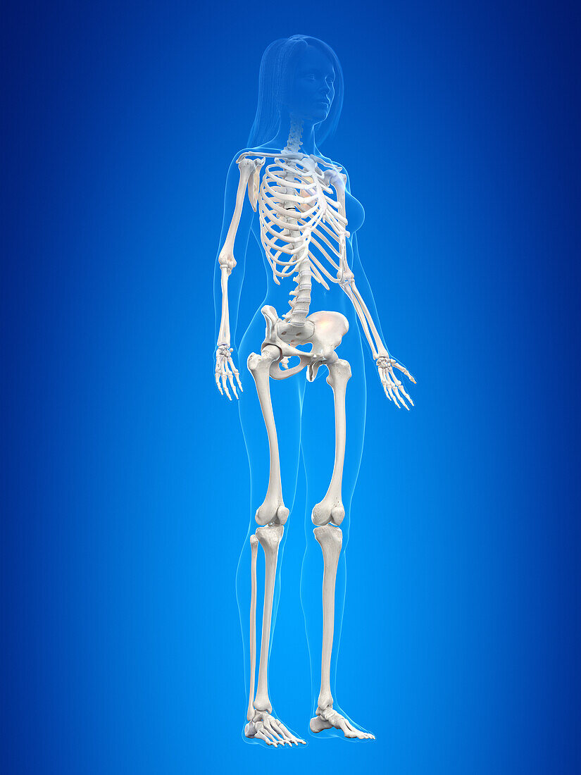 Human skeleton, illustration