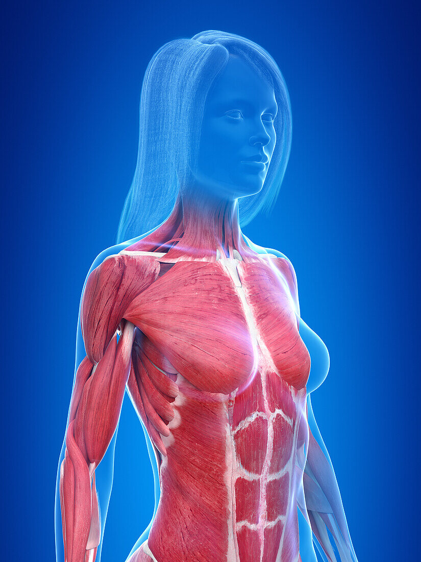 Human muscular system, illustration