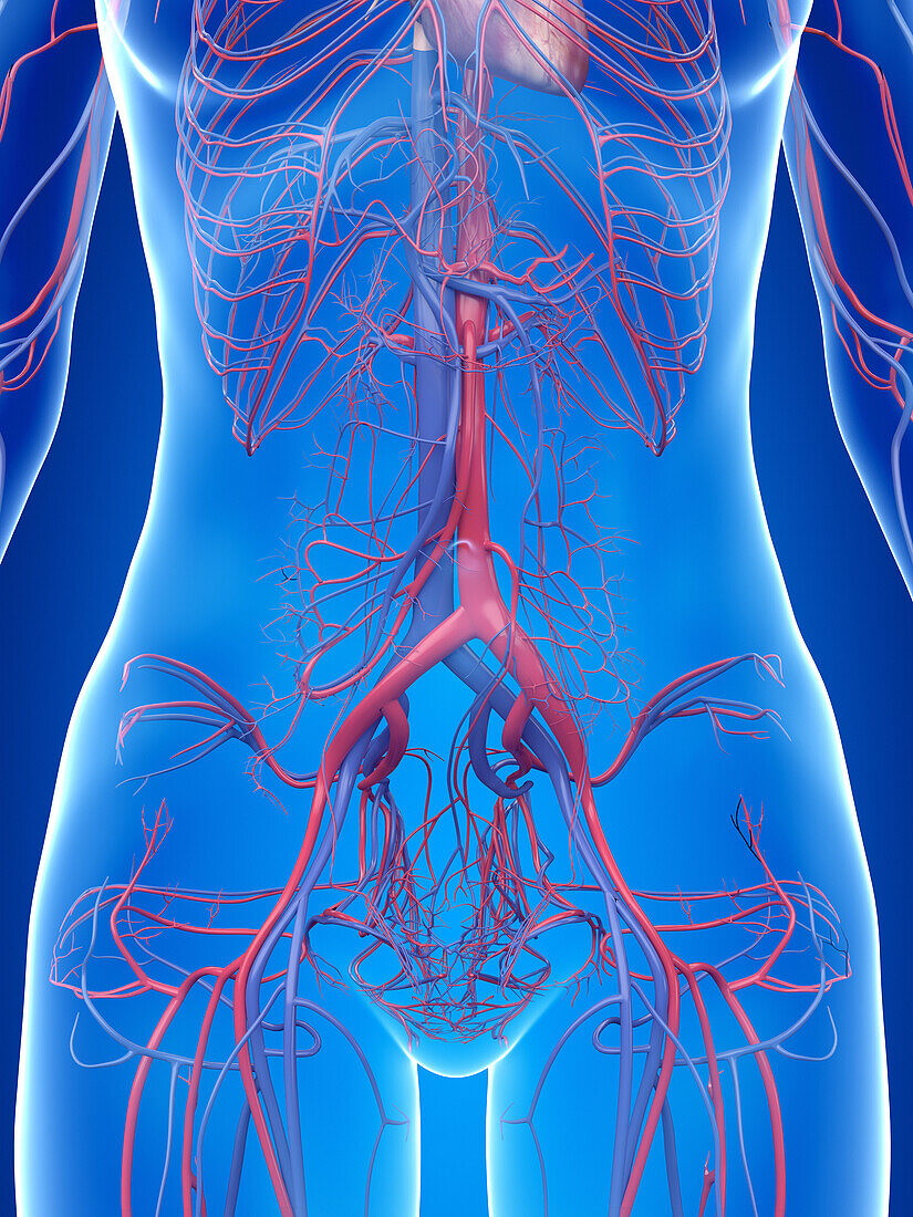 Human vascular system, illustration