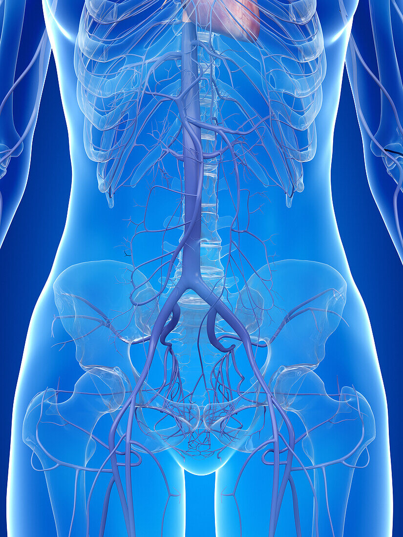 Human abdominal veins, illustration