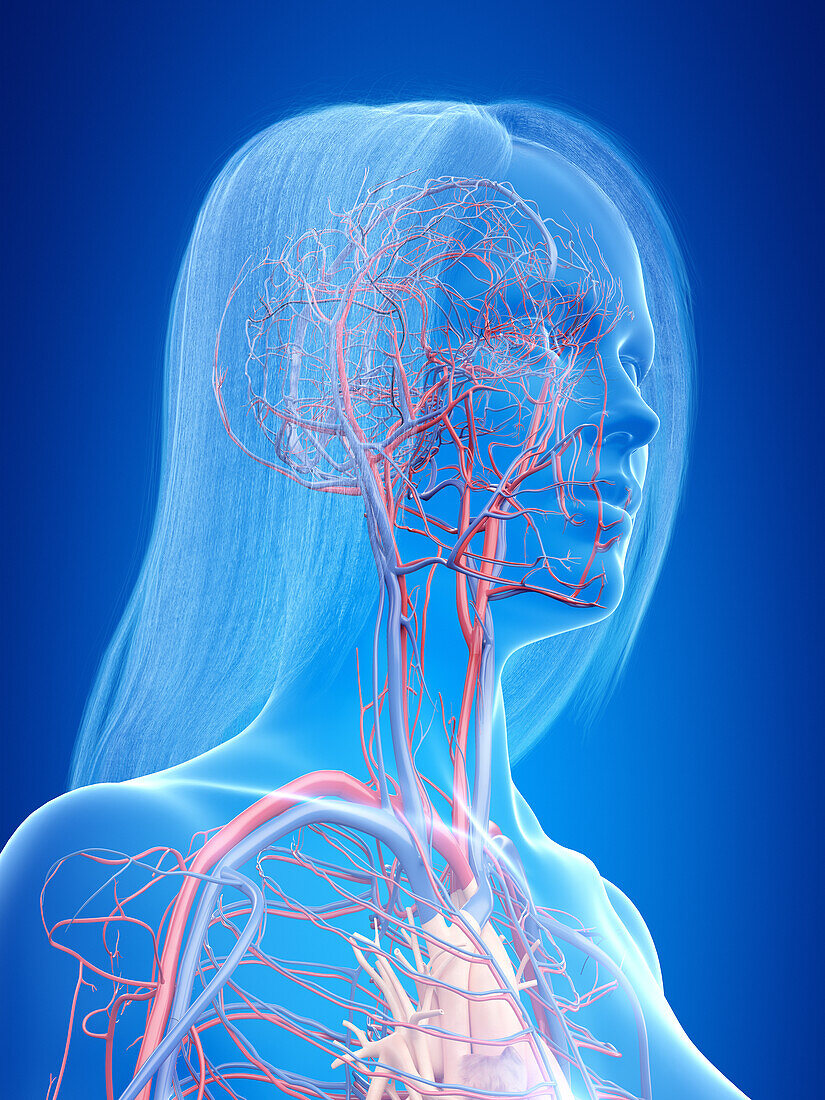 Human vascular system, illustration