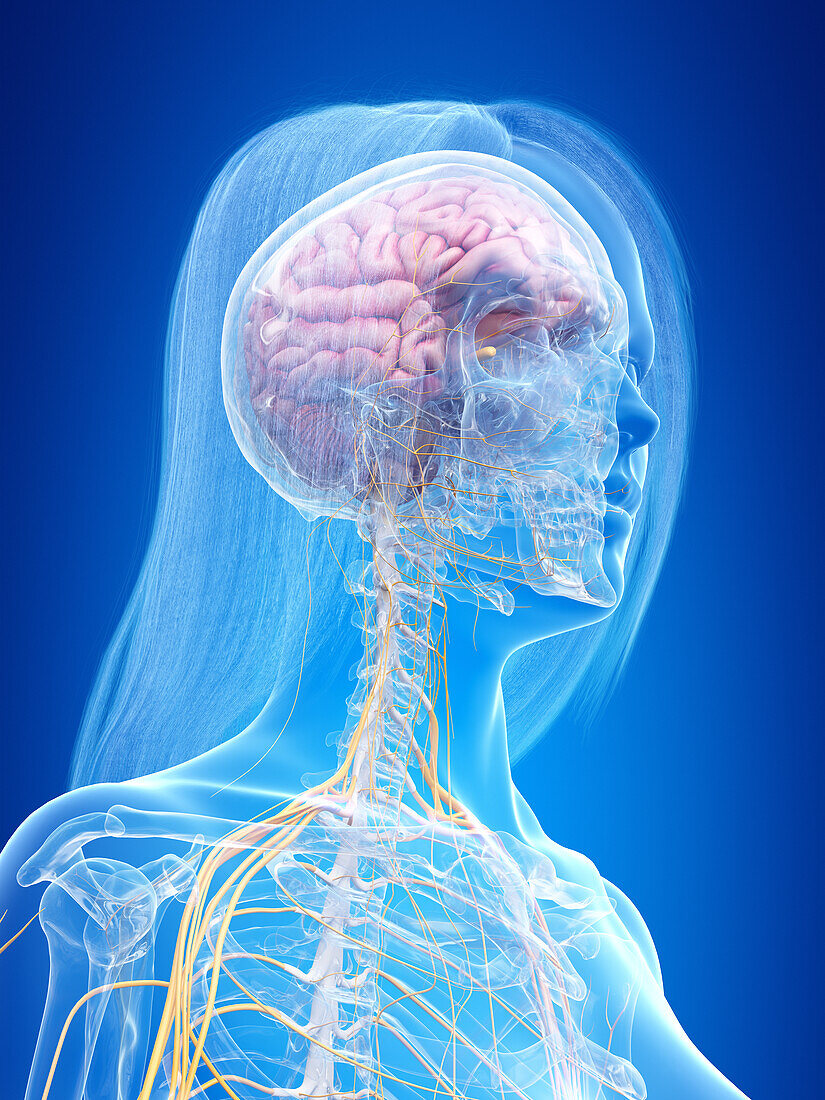 Human nervous system, illustration