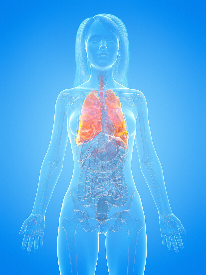 Human lung, illustration