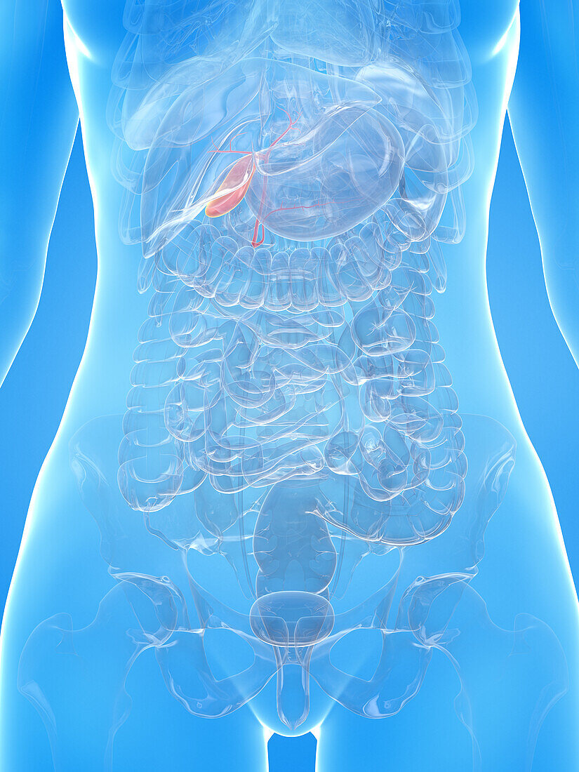 Human gallbladder, illustration