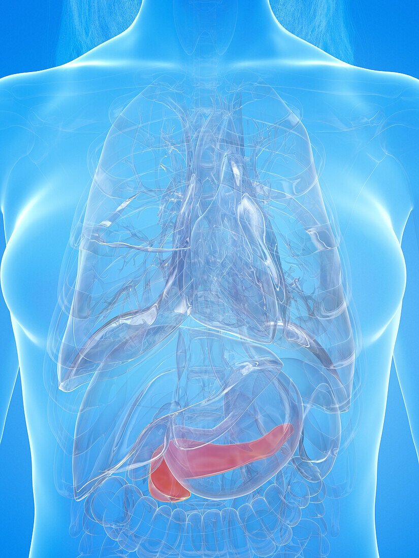Human pancreas, illustration
