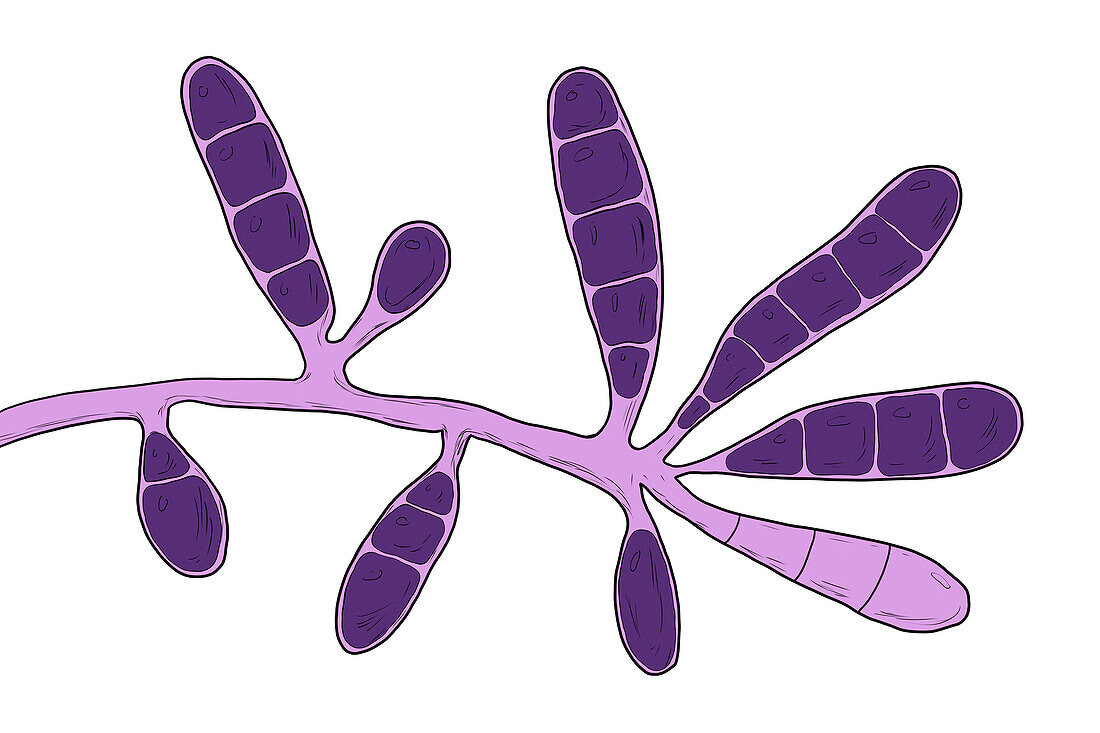 Dermatophyte fungus Epidermophyton floccosum, illustration