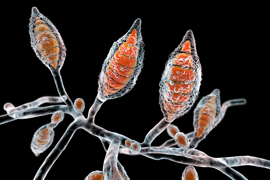 Microsporum canis fungus, illustration