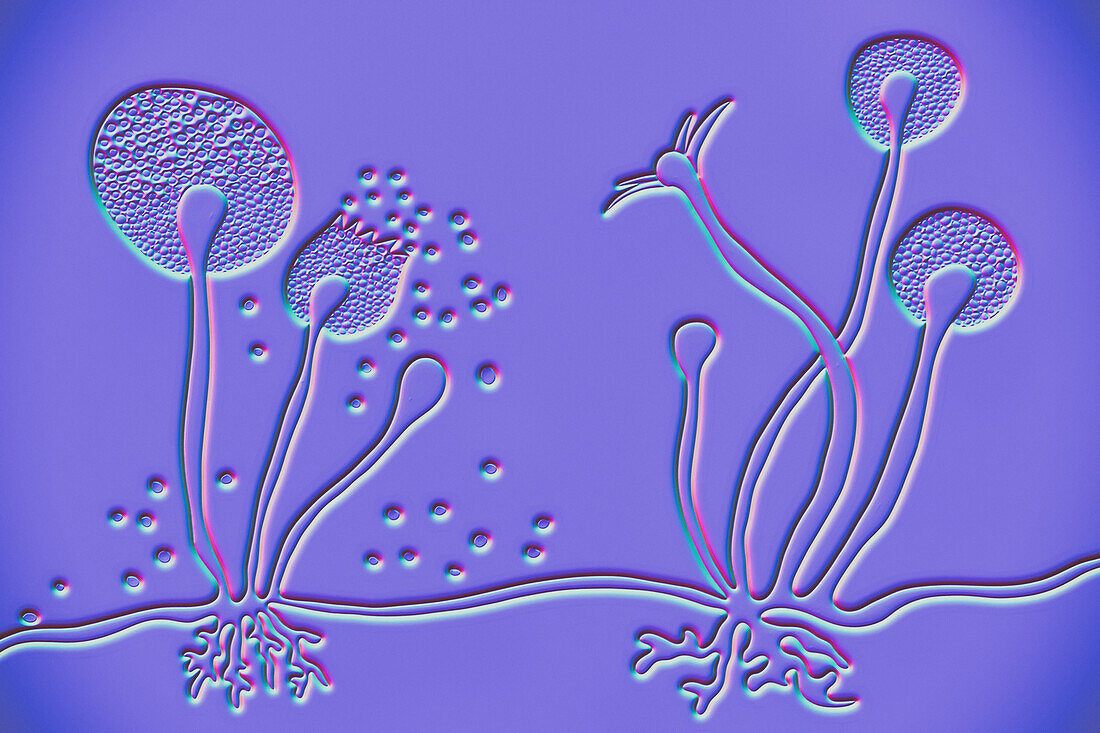 Rhizopus fungus, illustration