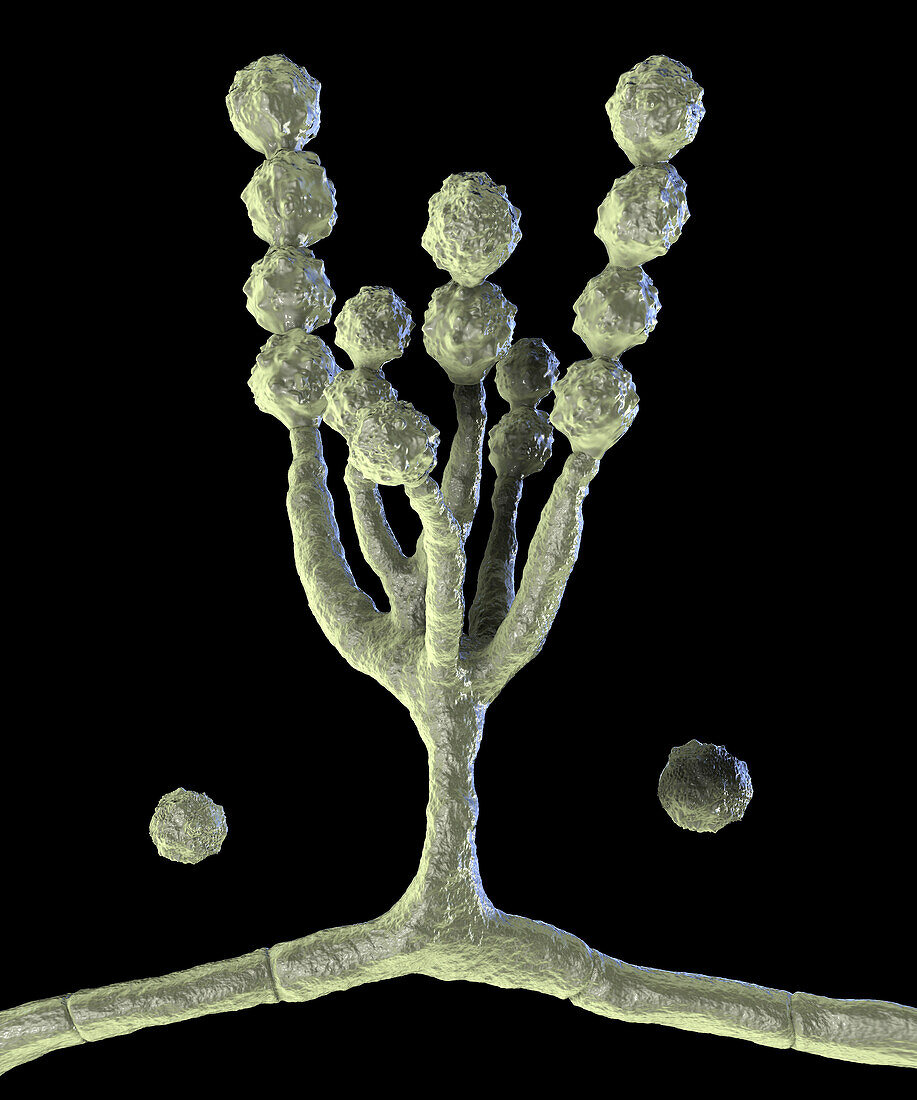 Scopulariopsis brevicaulis fungus, illustration