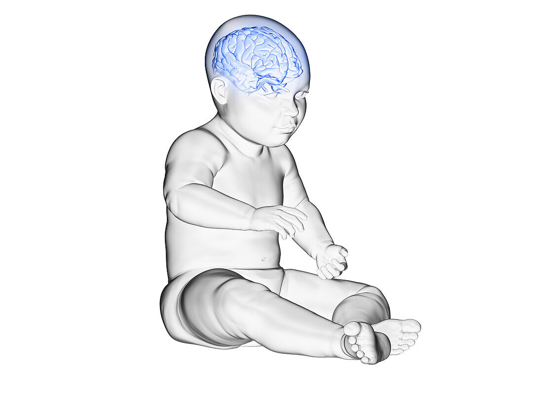Illustration of the brain of a baby