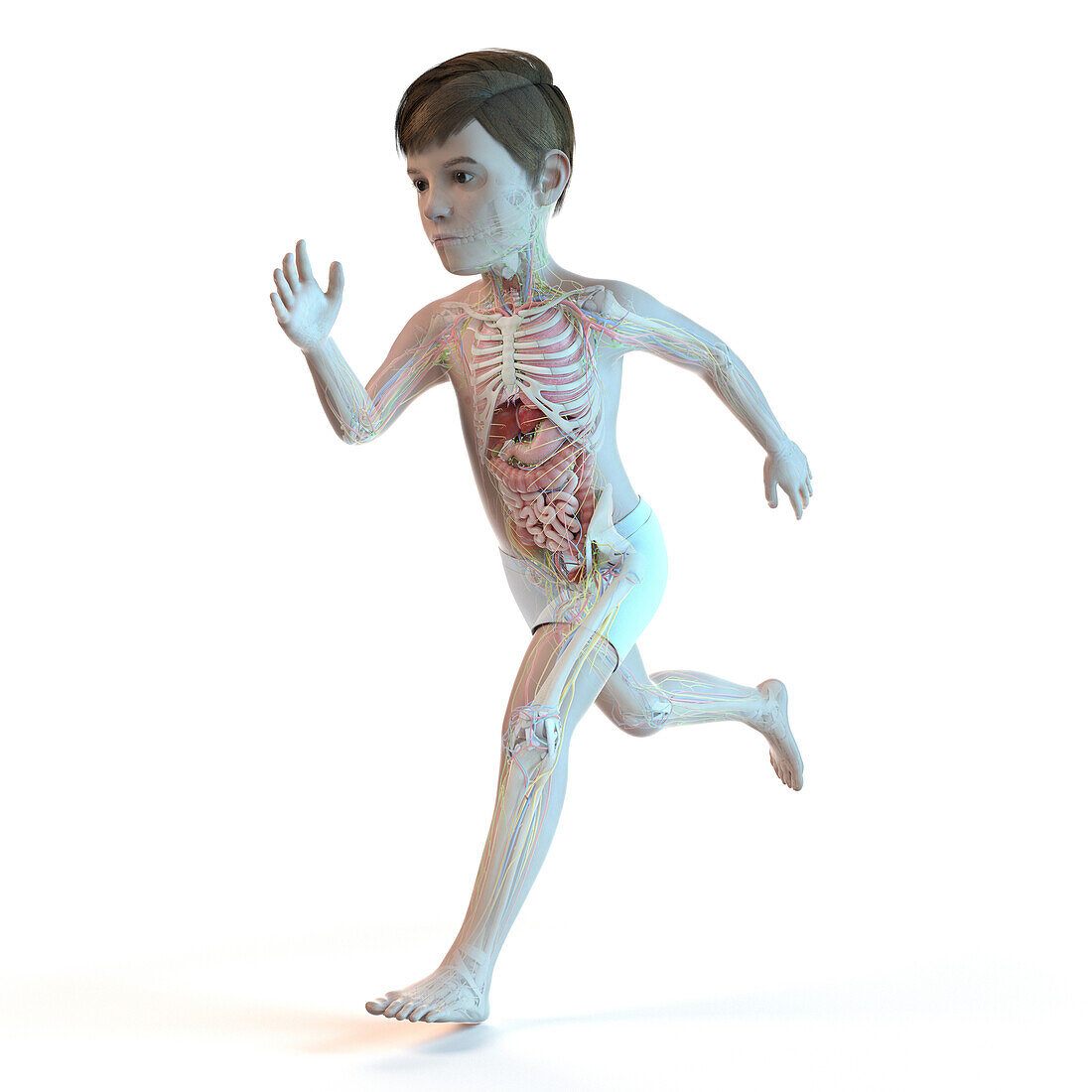 Illustration of a boy's anatomy