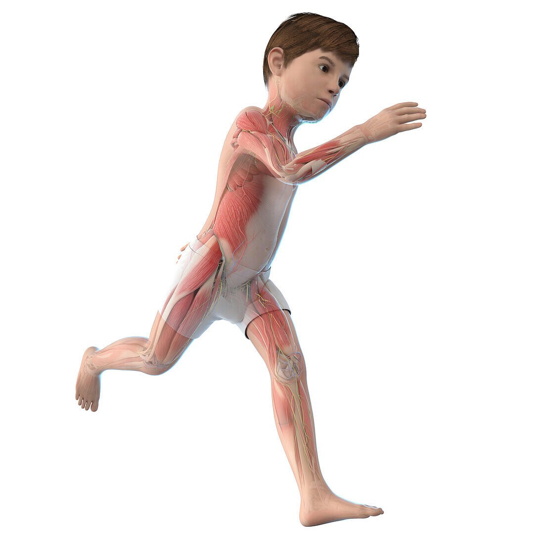 Illustration of a boy's muscles