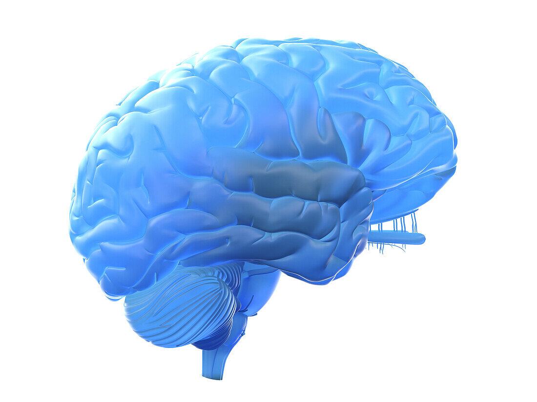 Illustration of a blue brain