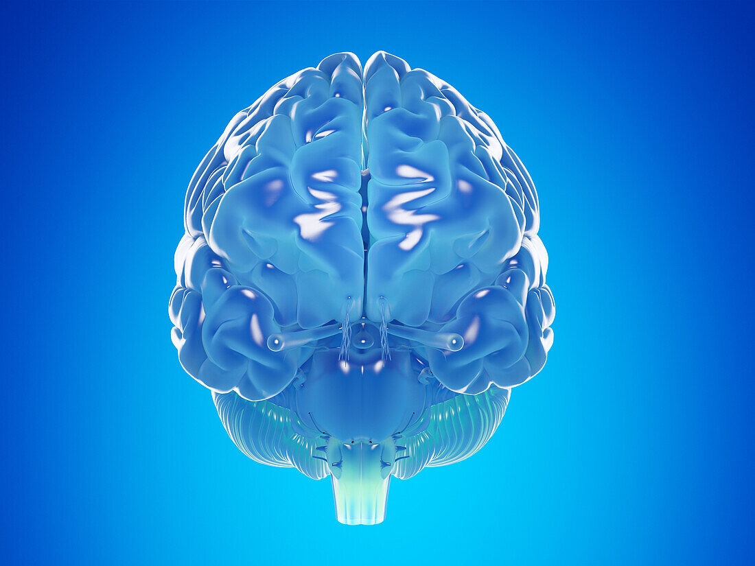 Illustration of a blue brain