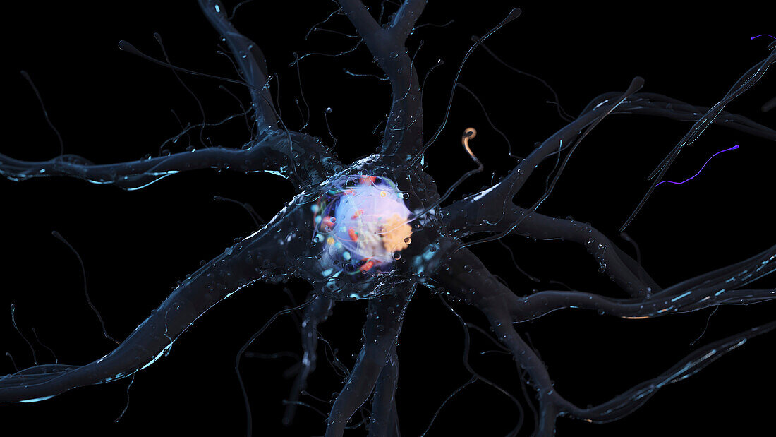 Human nerve cell, illustration