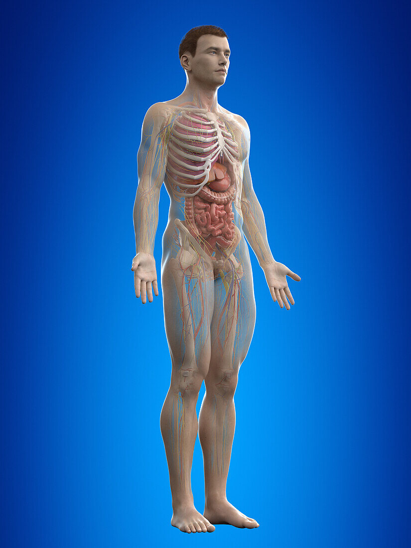 Human anatomy, illustration