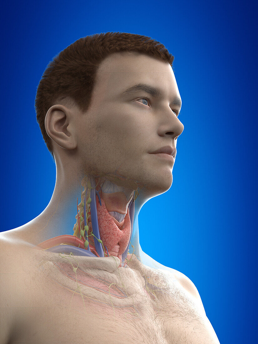 Neck anatomy, illustration