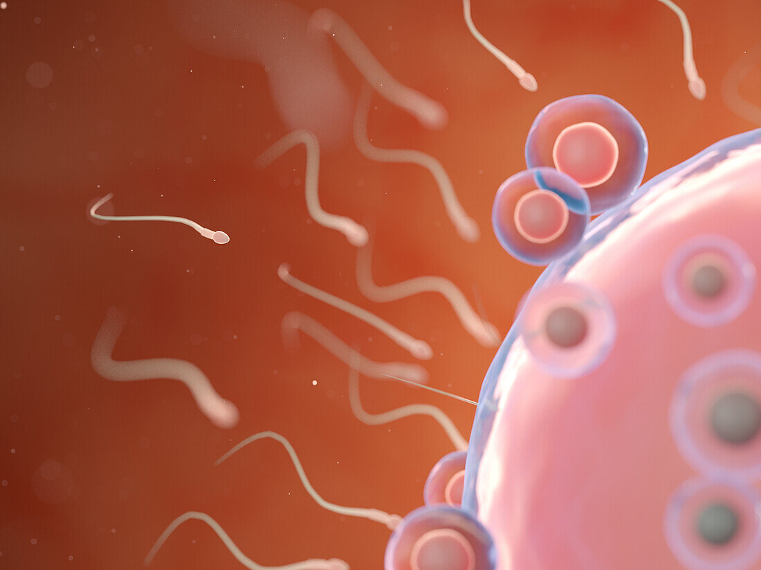 Fertilisation, illustration