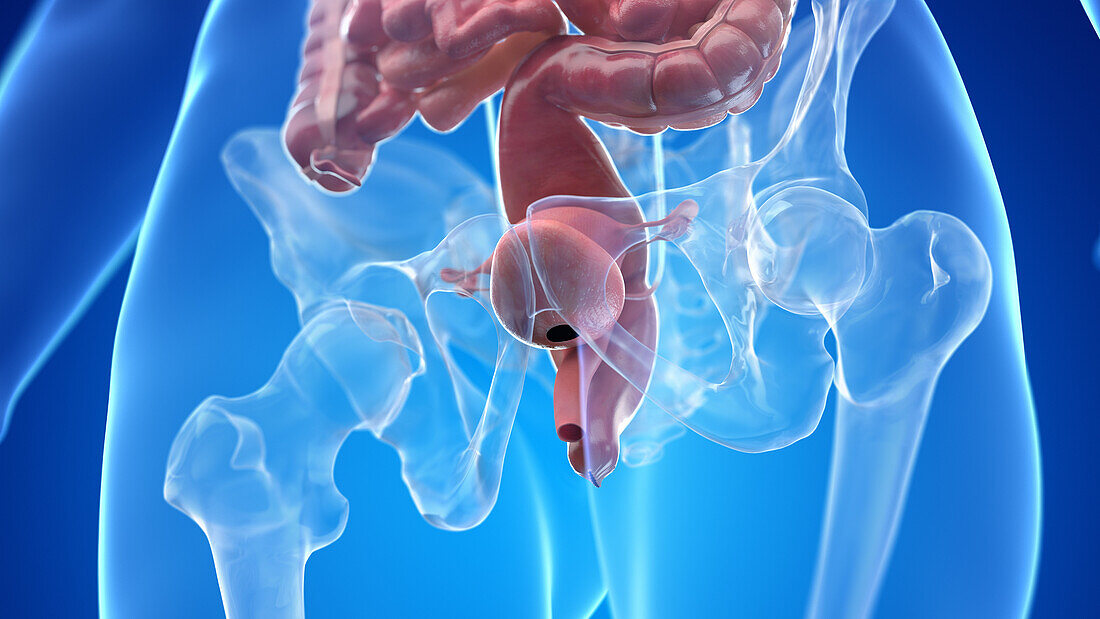 Human uterus and bladder, illustration