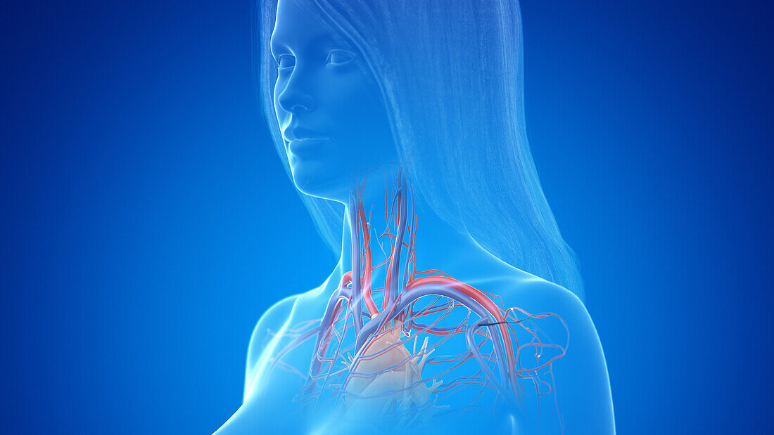 Human neck arteries and veins, illustration