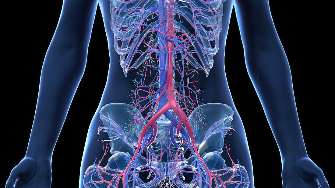 Human abdominal vascular anatomy, illustration