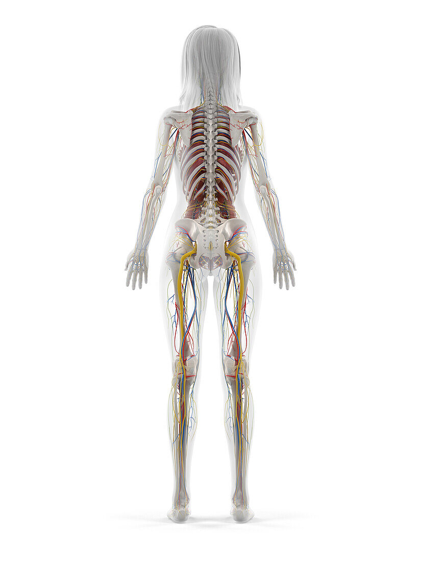 Human anatomy, illustration