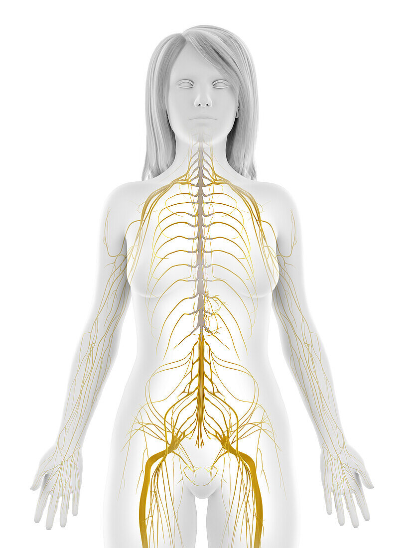 Human nervous system, illustration