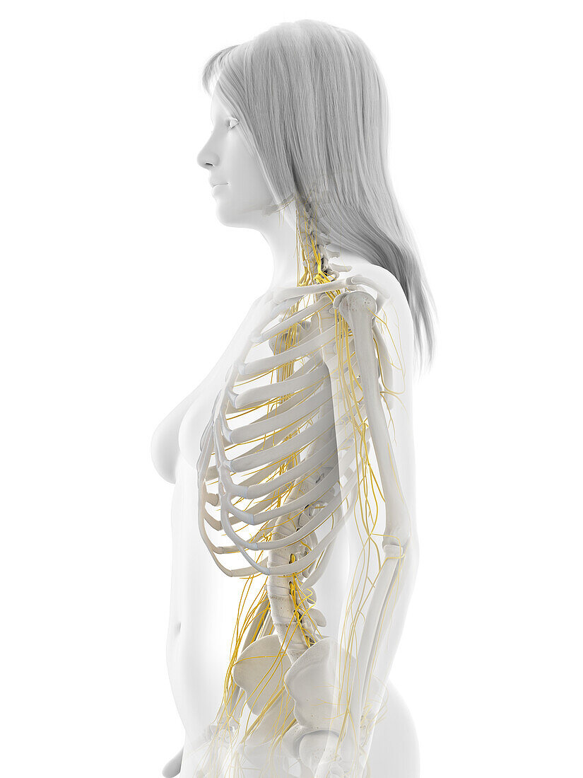 Human nervous system, illustration