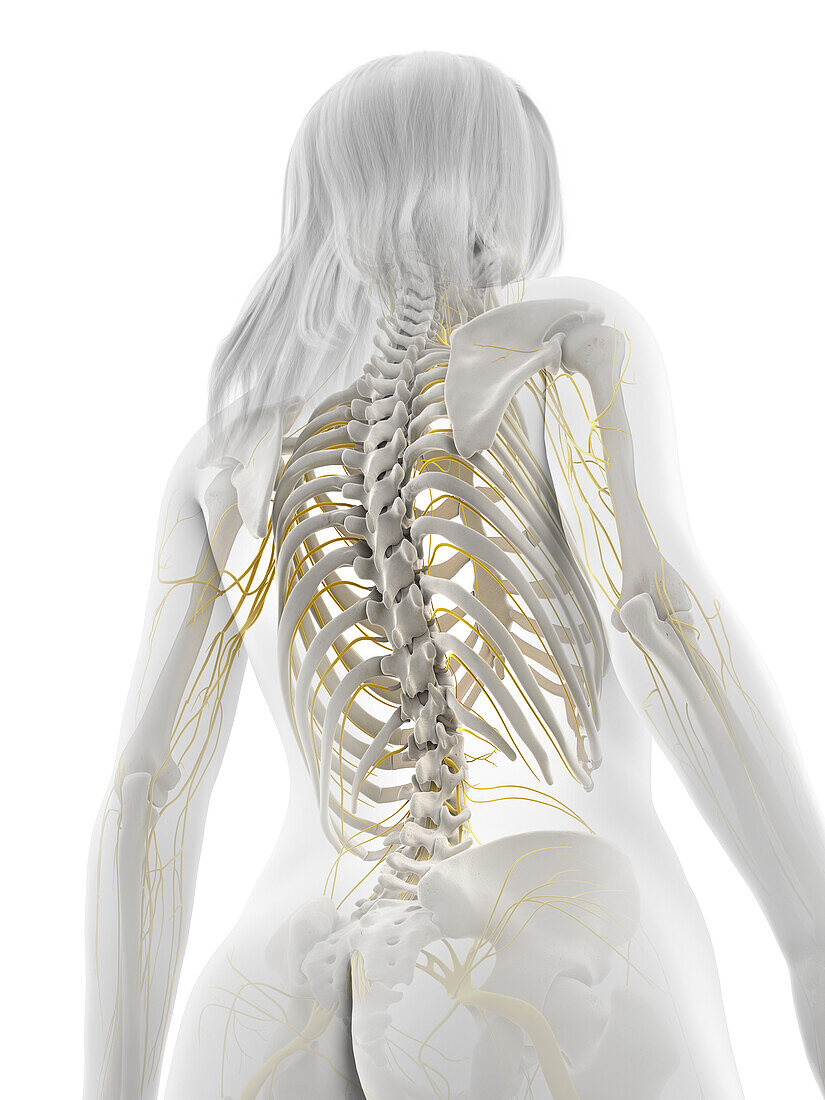 Human nervous system, illustration