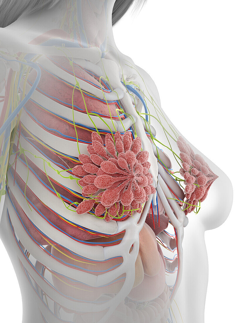Human mammary glands, illustration
