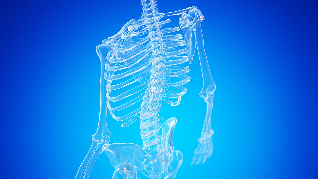 Skeletal back, illustration