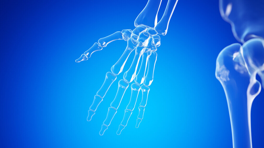 Finger bones, illustration