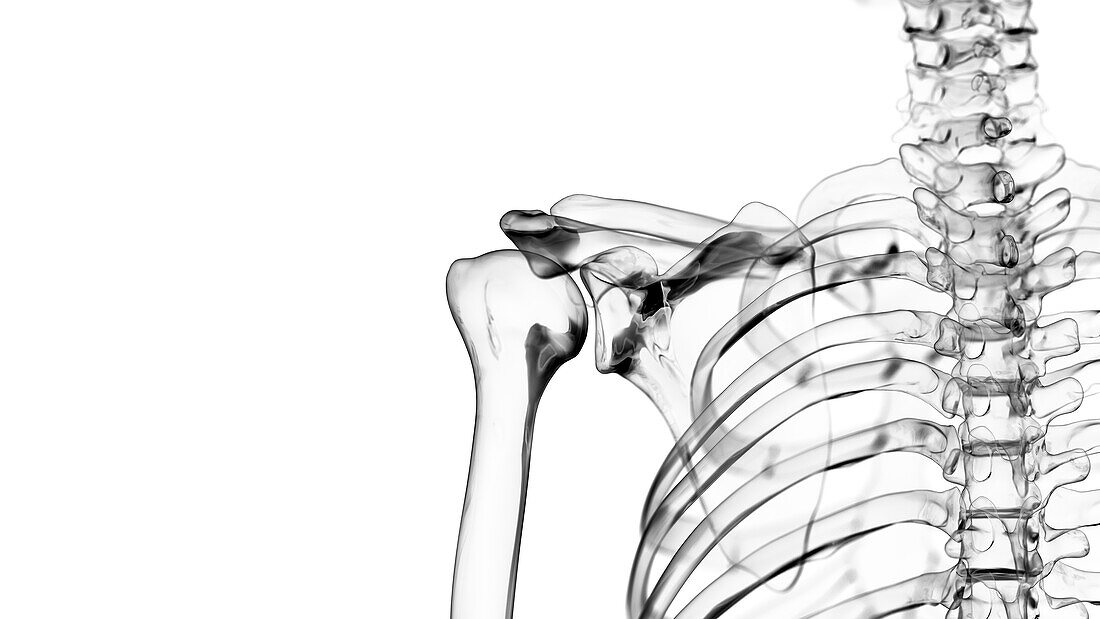 Shoulder joint, illustration
