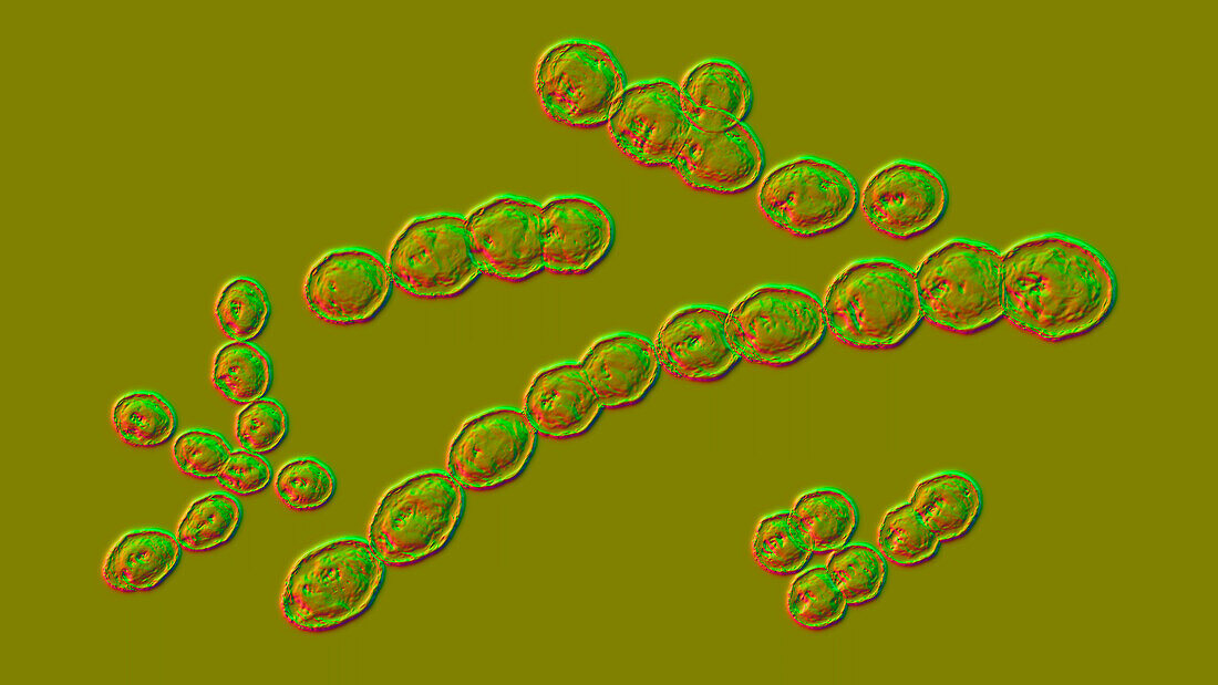 Leuconostoc bacteria, illustration