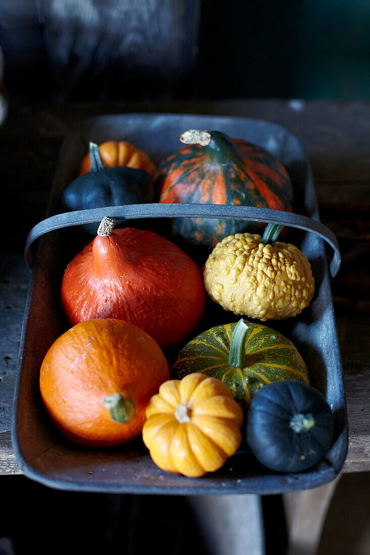 Different types of pumpkin in a zinc bowl with handle