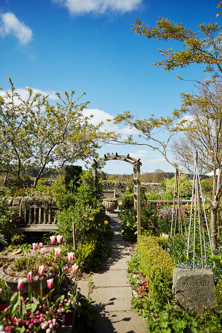 Path lined with tulips and archway in sunny garden