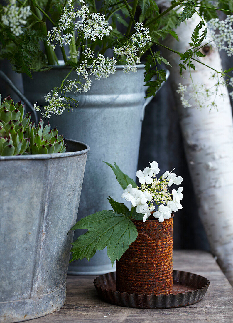 Rostige Dose als Vase für weiße Blüten, Sukkulente und Wilde Möhre