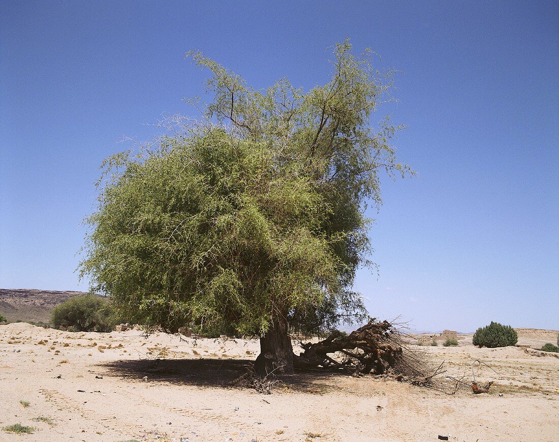 Camphor tree in Yemen, Arabia