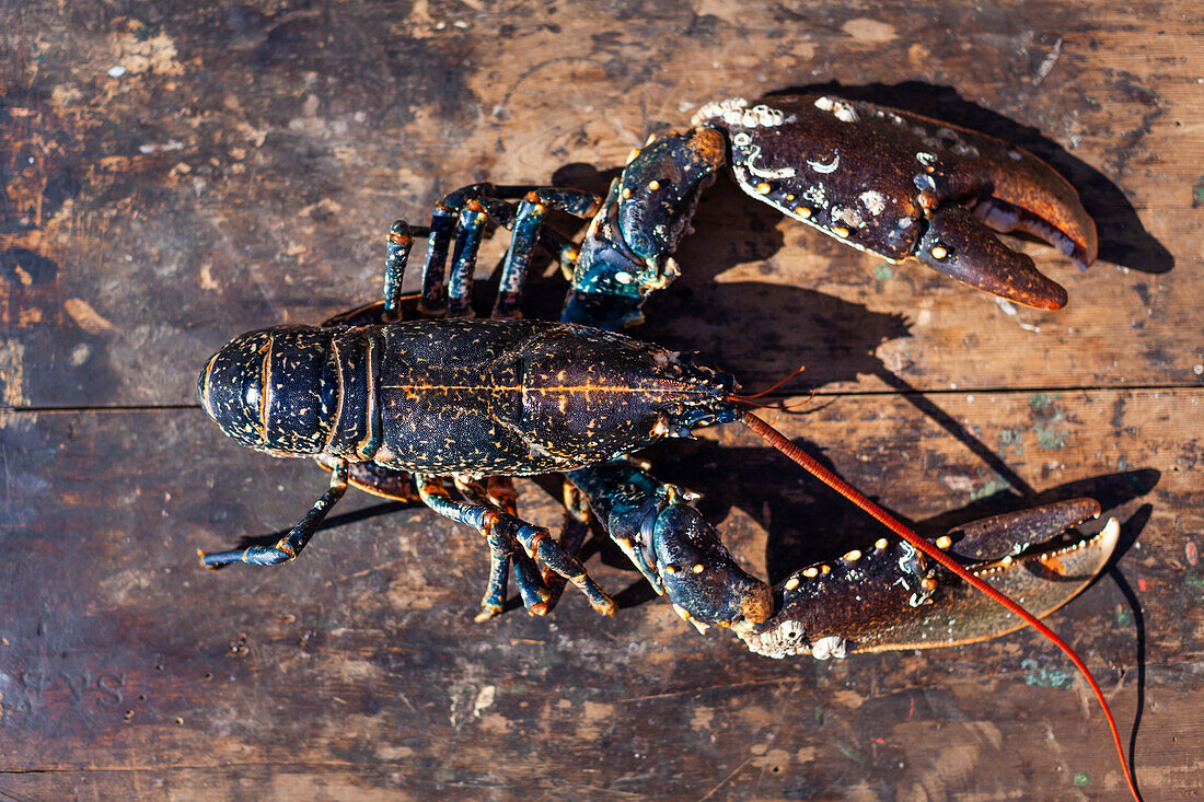 A fresh lobster on a wooden background