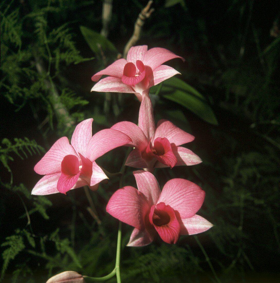 Orchidee mit vier Blüten (Asien, Myramar)